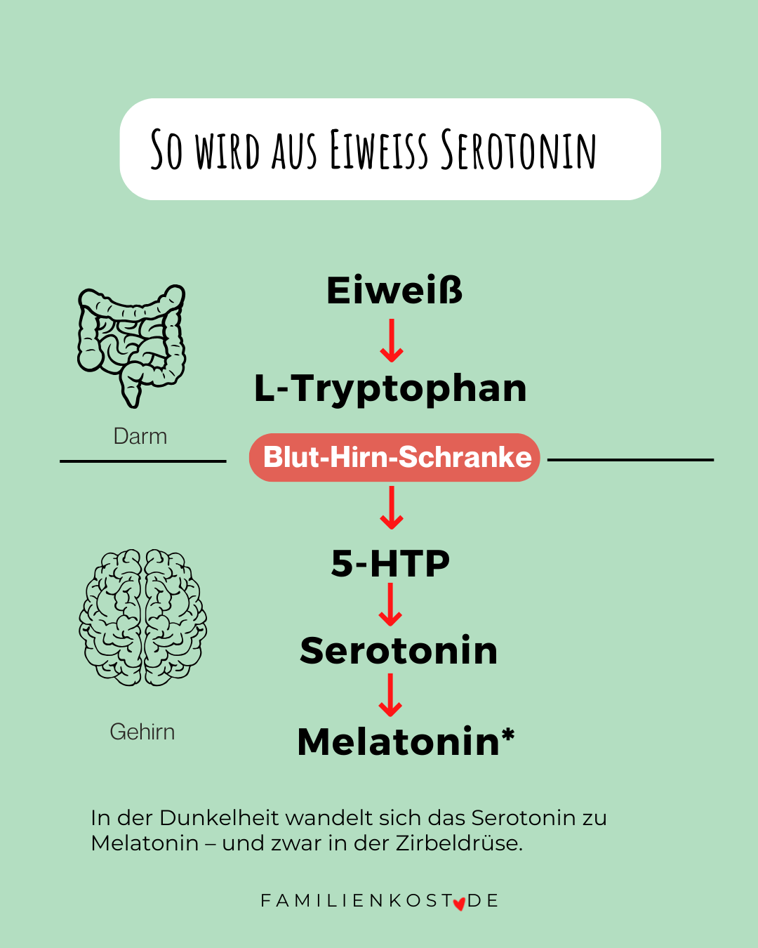 Umwandlung Tryptophan zu Serotonin Umwandlung Tryptophan zu Serotonin