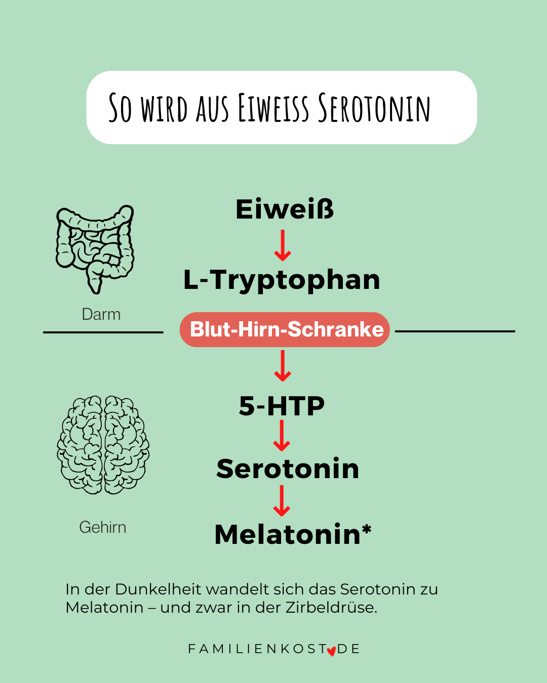 Umwandlung Tryptophan zu Serotonin