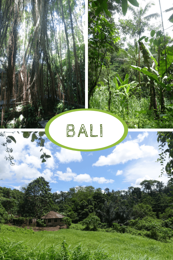 Bali Urwald Bali Urwald