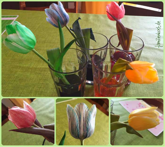 Experiment Blumen selber färben