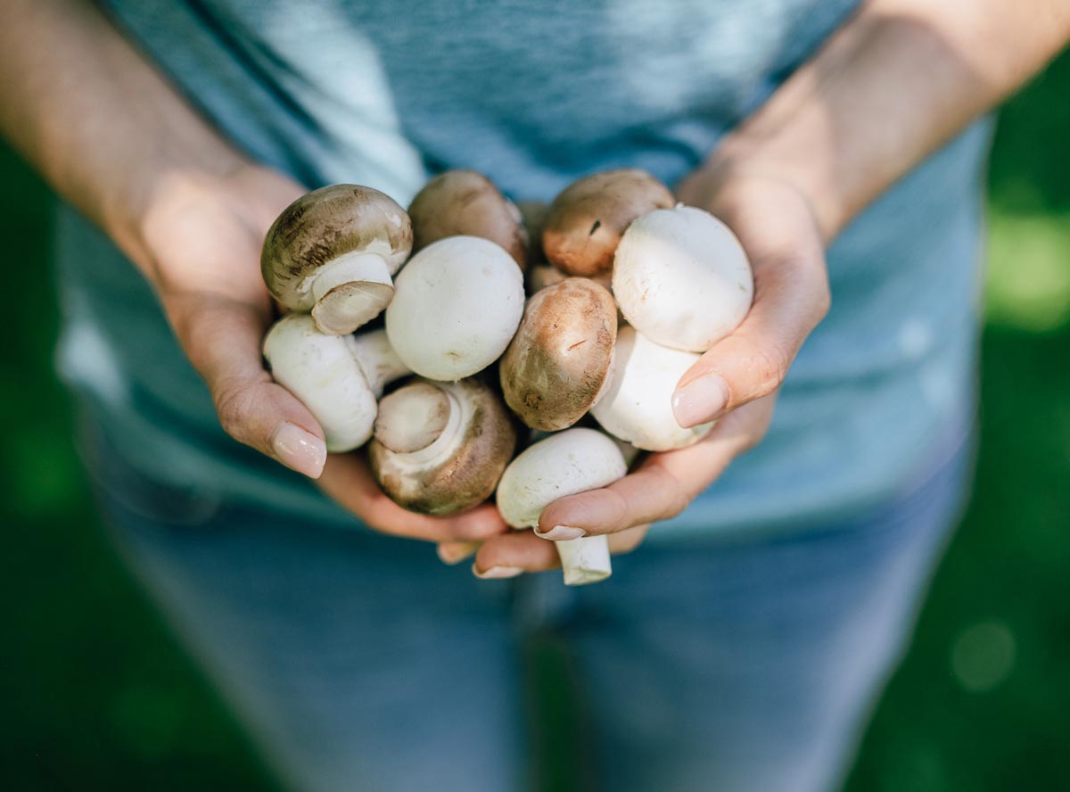 C – wie Champignon