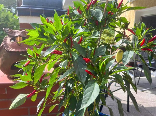 Chilischoten anbauen Chilischoten anbauen