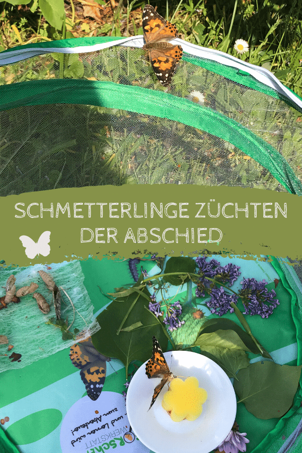 Schmetterlinge züchten - Distelfalter Abschied