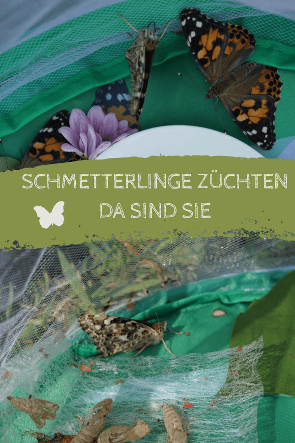 Schmetterlinge züchten - Distelfalter Schmetterlinge züchten - Distelfalter