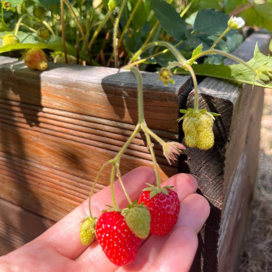 eigene Erdbeeren