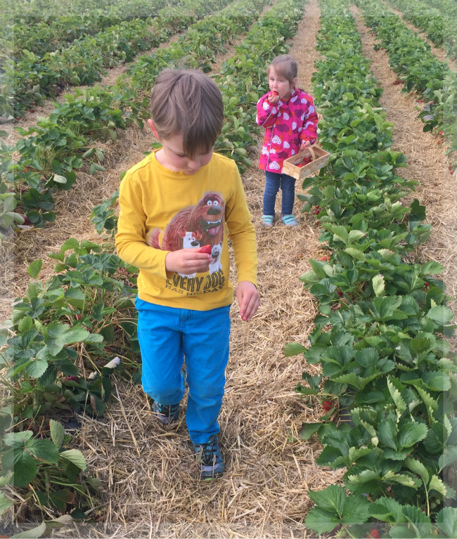 Erdbeeren selber pflücken