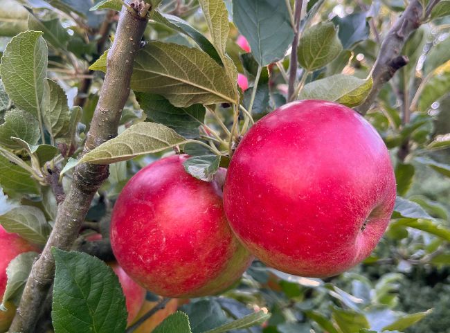 Frischer Apfel