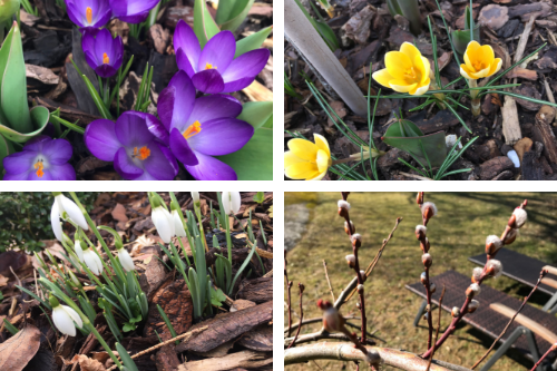 Frühling Knospen und Blüten