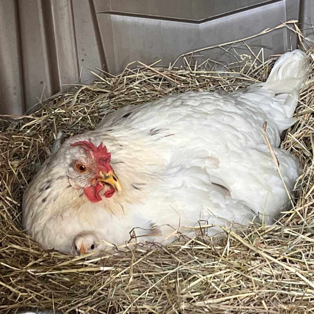 Glucke mit Küken Glucke mit Küken