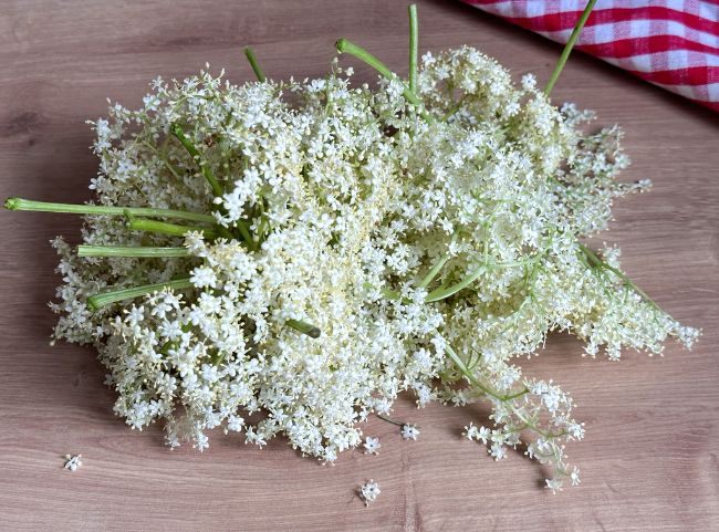 Holunderblüten ernten