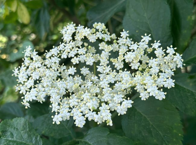 Holunderblüten für Rezepte