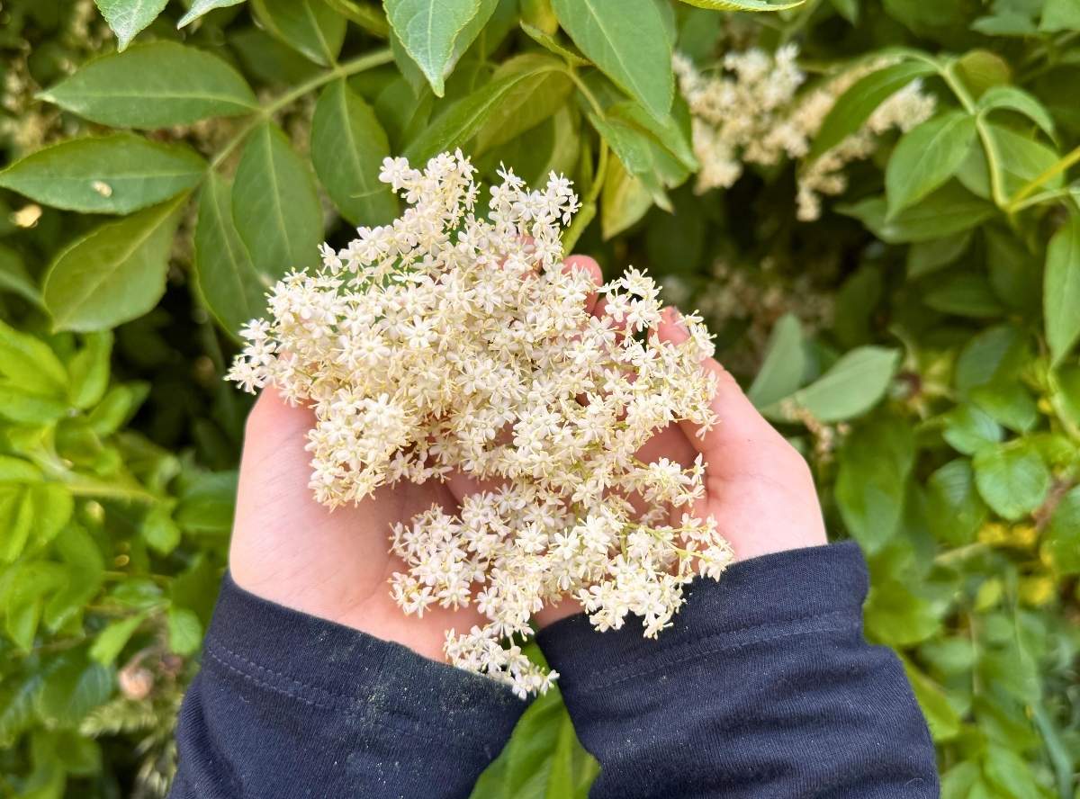 Holunderblüten - lecker & gesund