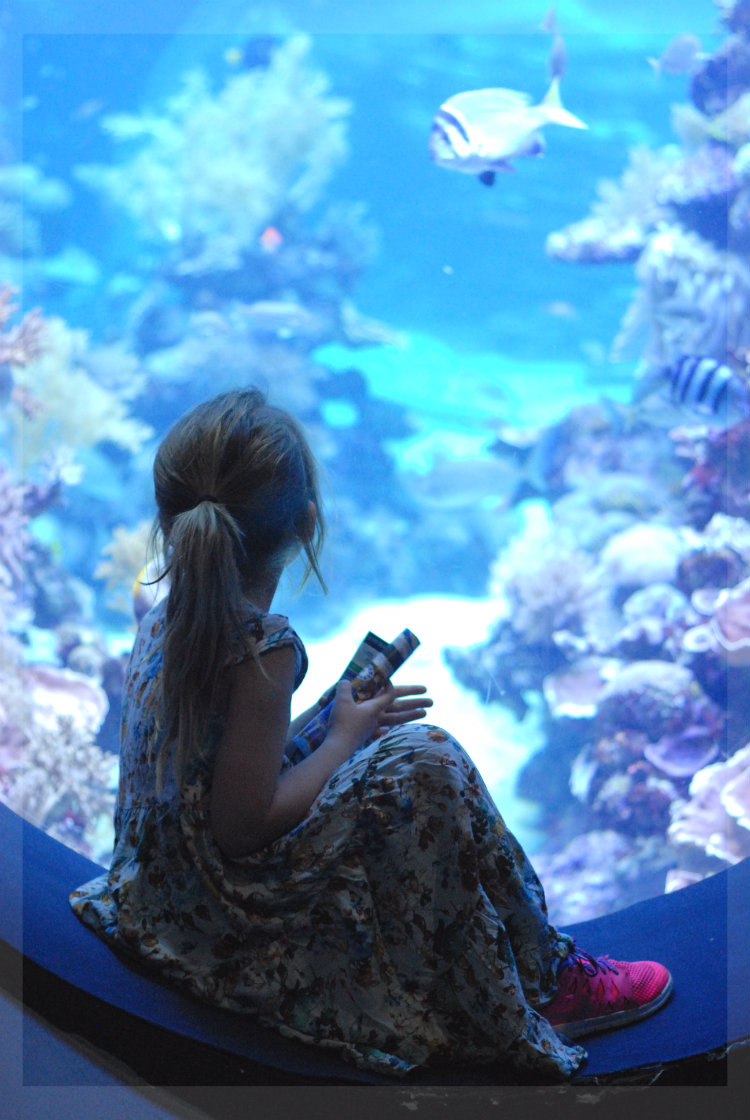Familienreise Israel Aquarienwelt rotes Meer Familienreise Israel Aquarienwelt rotes Meer