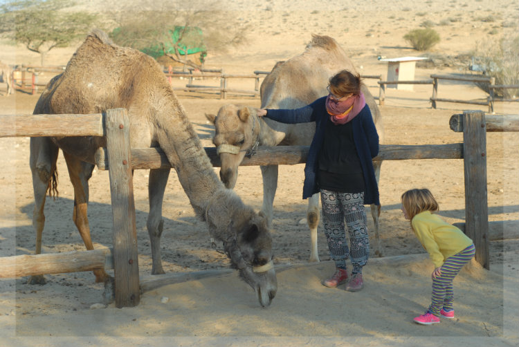 Israel mit Kindern Kamele füttern
