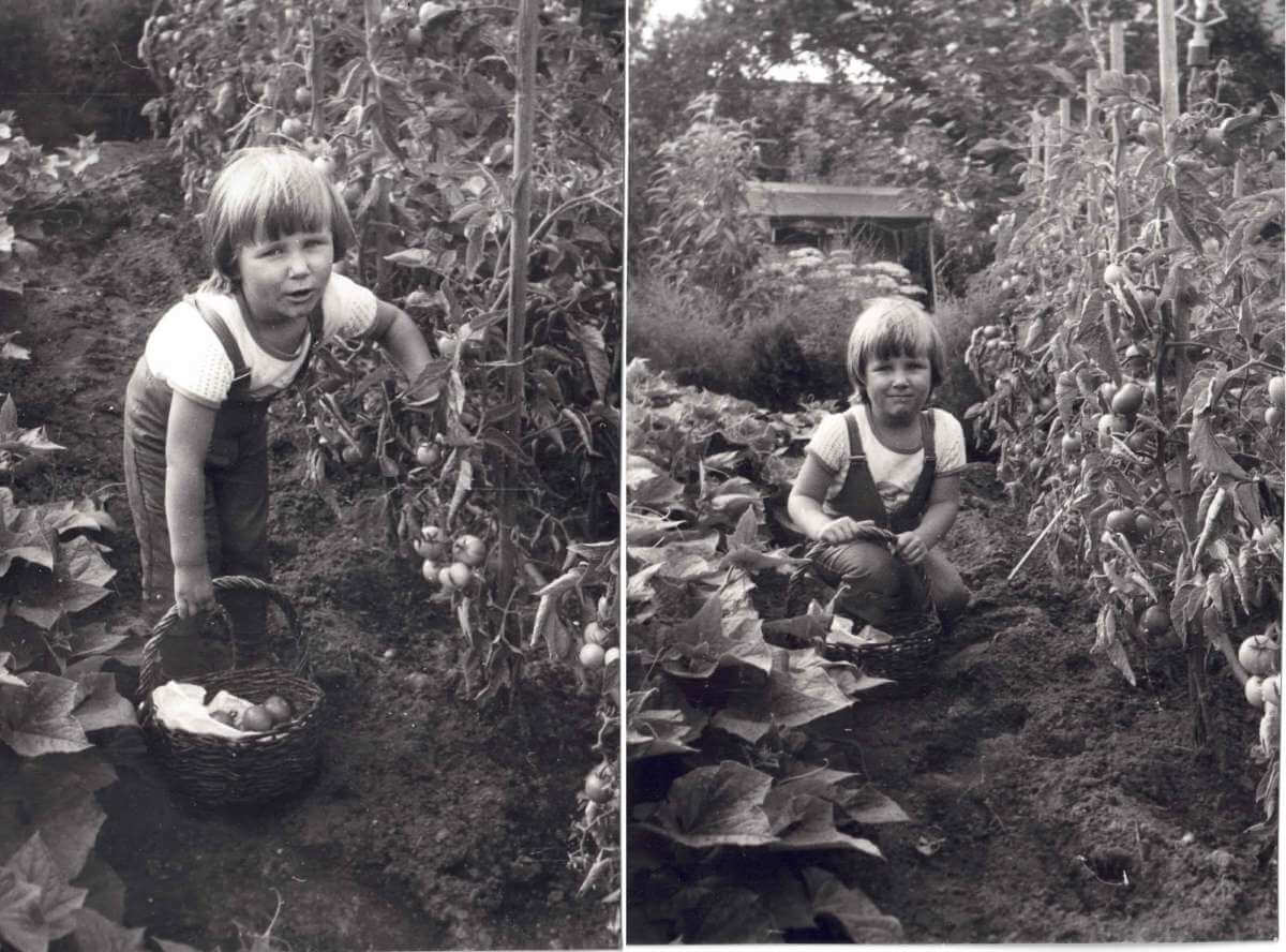 Jenny B&ouml;hme Tomaten-Ernte als Kind DDR