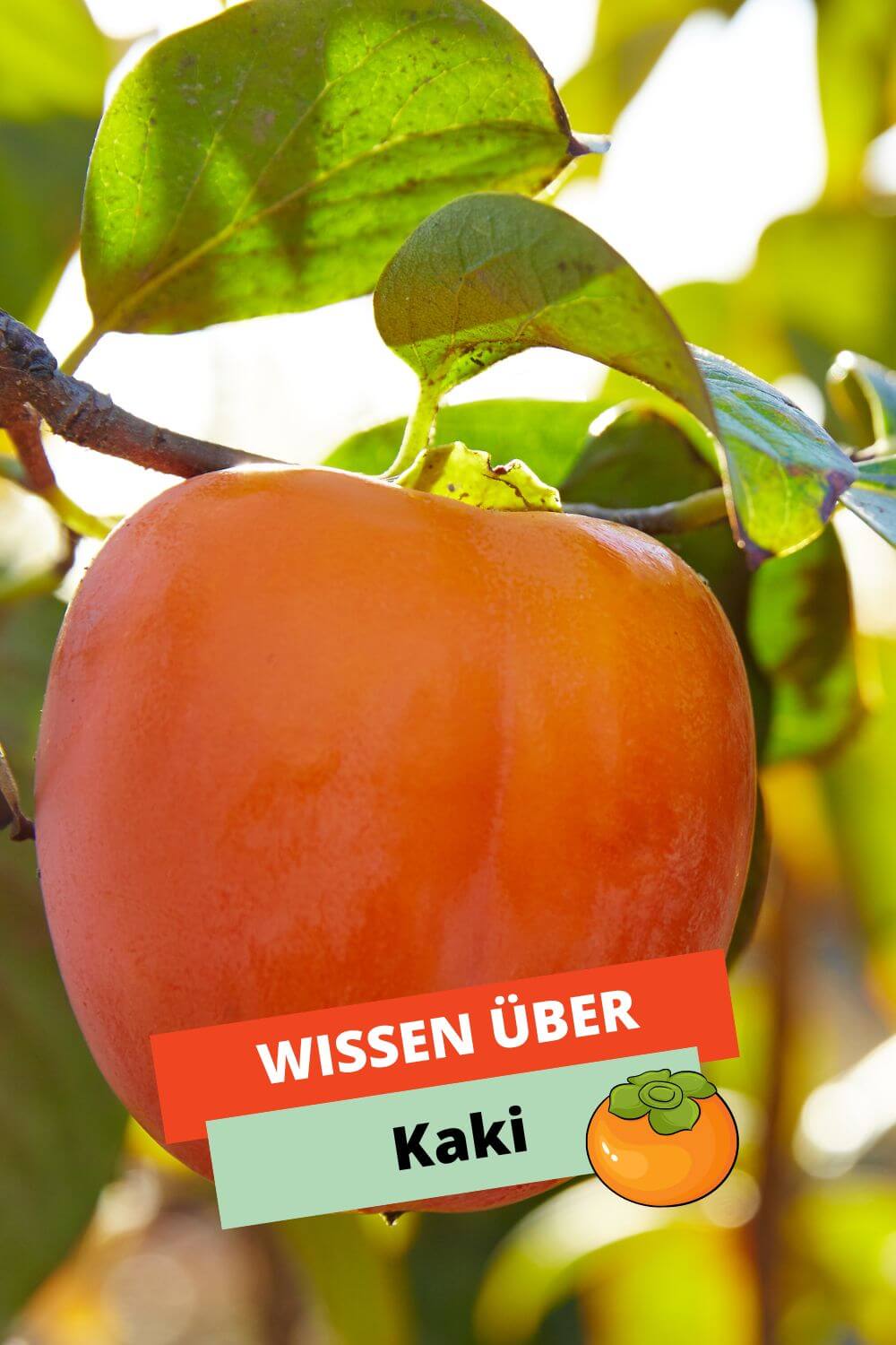 Wissen über Kaki Wissen über Kaki