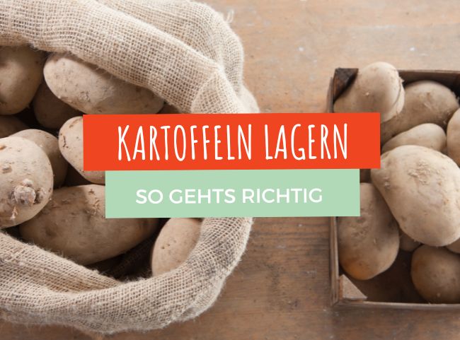 Kartoffeln lagern