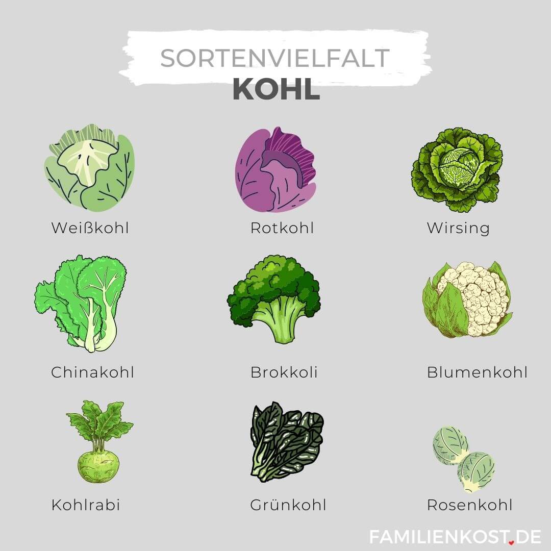 Kohl Sorten im Überblick Kohl Sorten im Überblick