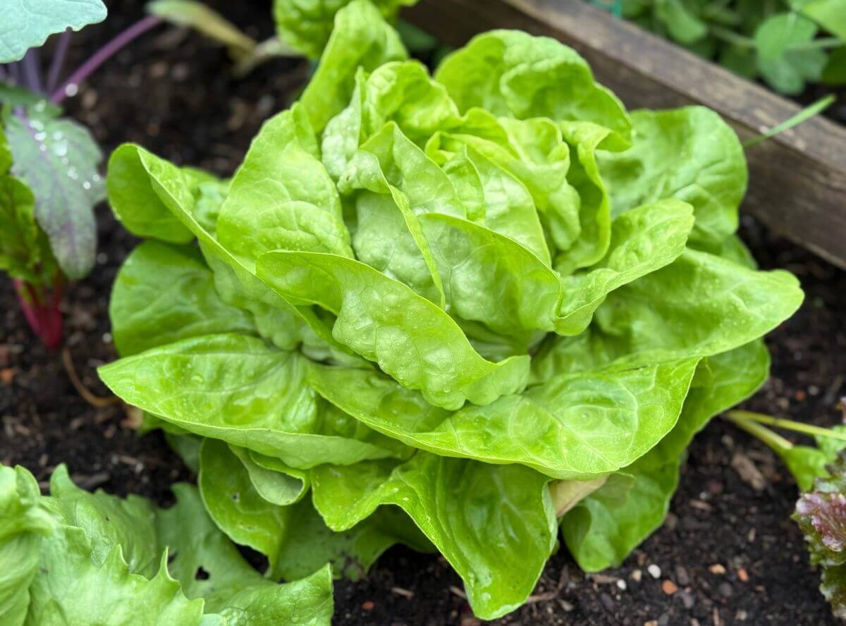 Blattsalate