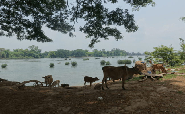 Kühe und Landwirtschaft in Laos