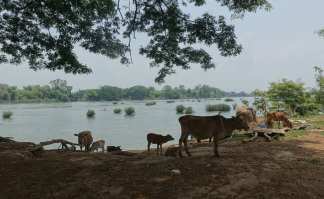 Kühe und Landwirtschaft in Laos Kühe und Landwirtschaft in Laos
