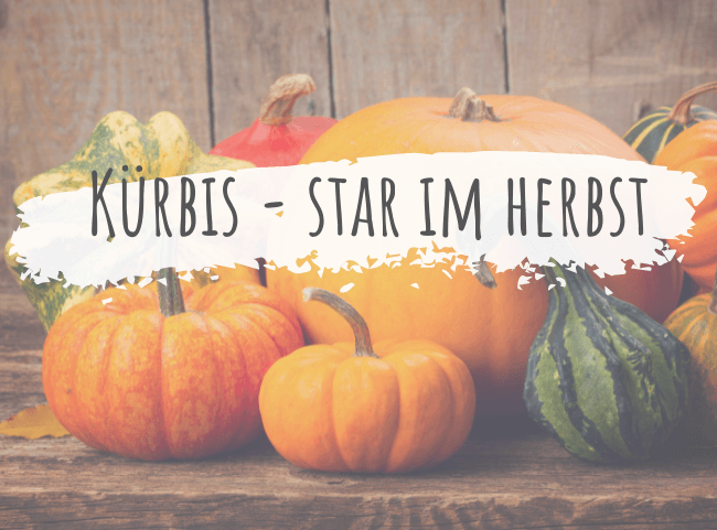 Kürbis – der Star der Herbstküche im Überblick Kürbis – der Star der Herbstküche im Überblick