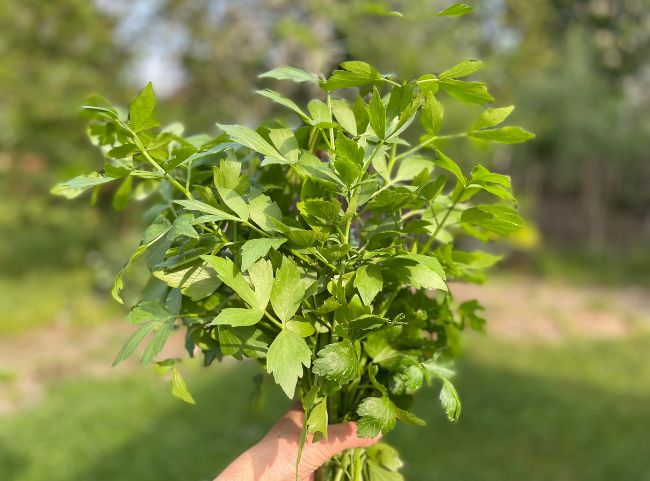 Maggikraut Liebstöckel Gewürz