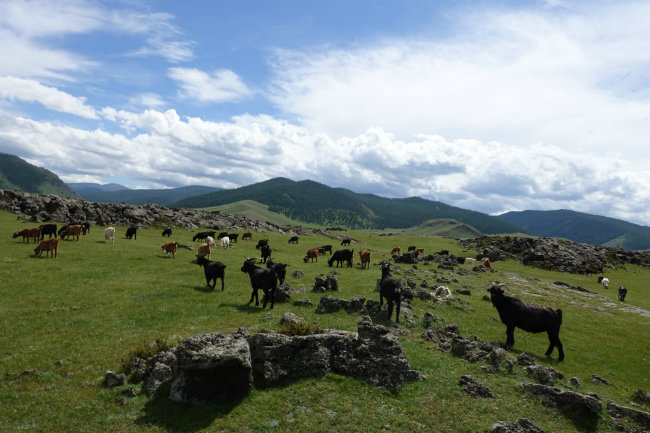Nomadenleben Tiere Mongolei