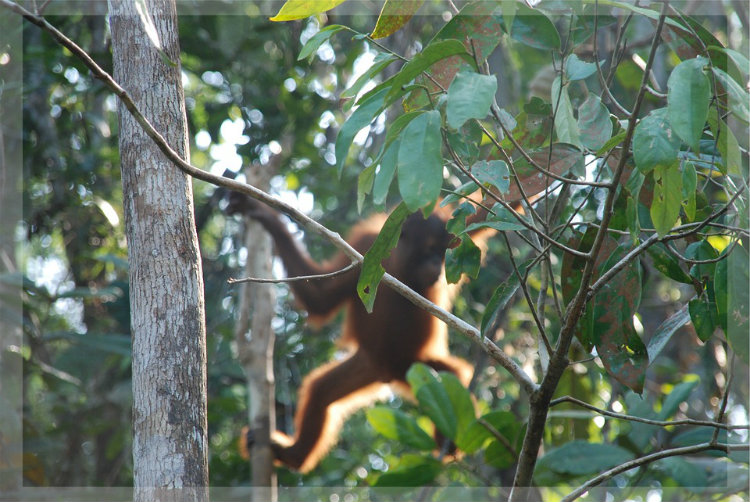 Orang-Utan Klimawandel Regenwald Orang-Utan Klimawandel Regenwald