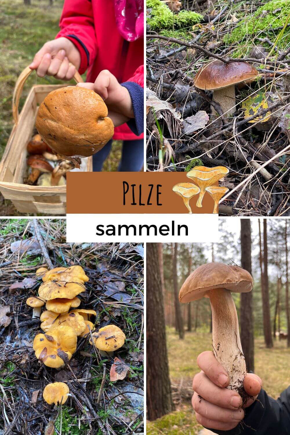 Pilze sammeln in Deutschland