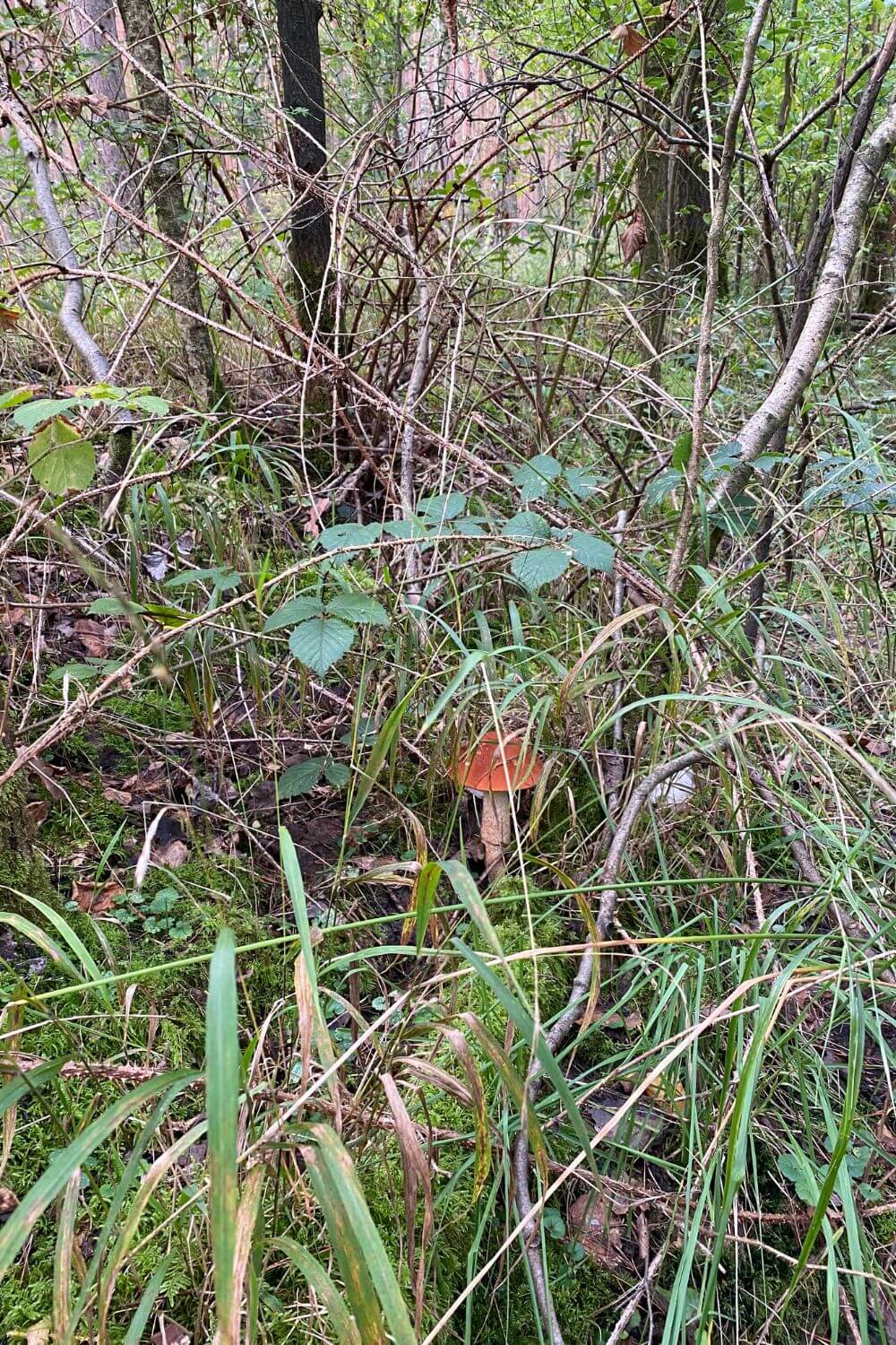 Pilz sammeln im Wald