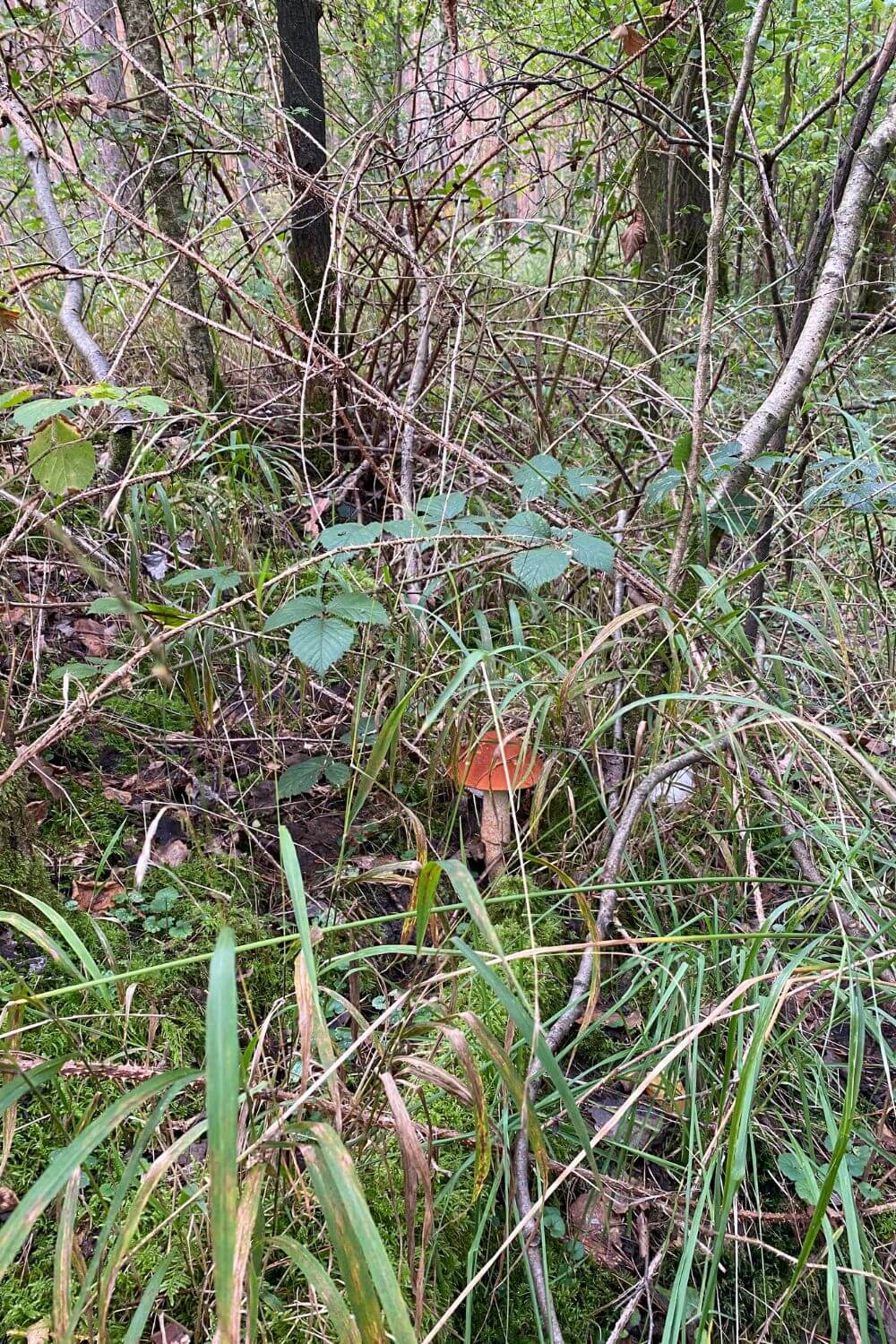 Pilz sammeln im Wald