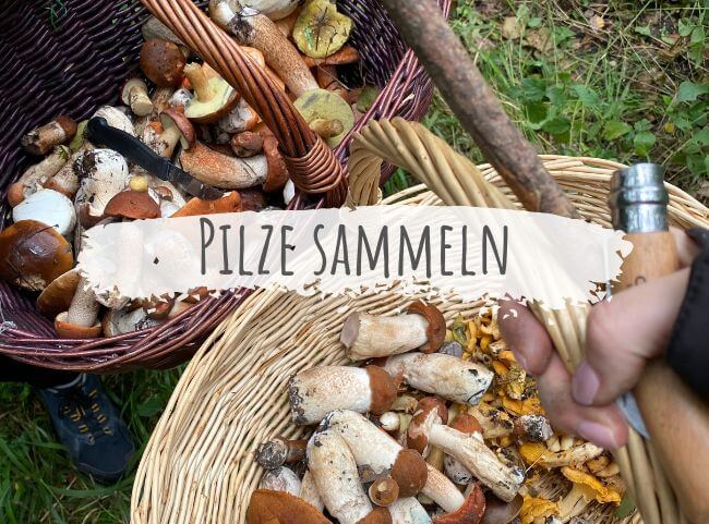 Pilze sammeln | tolle Herbstbeschäftigung