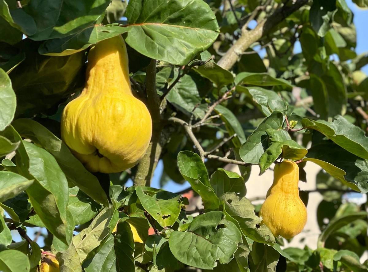 Quitten - so fruchtig und nährstoffreich Quitten - so fruchtig und nährstoffreich