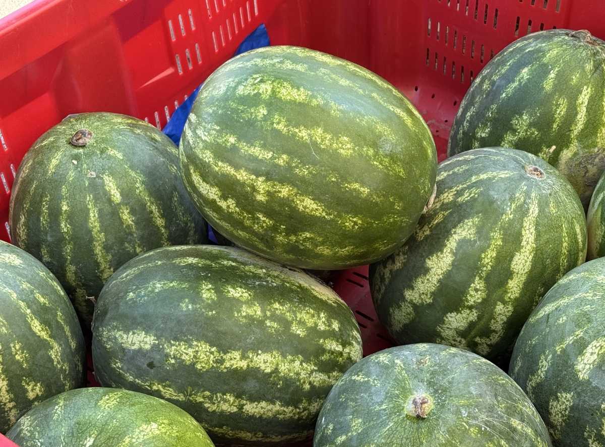 Reife Melone erkennen mit diesen Tricks