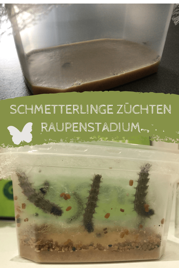 Schmetterlinge züchten - Raupenstadium