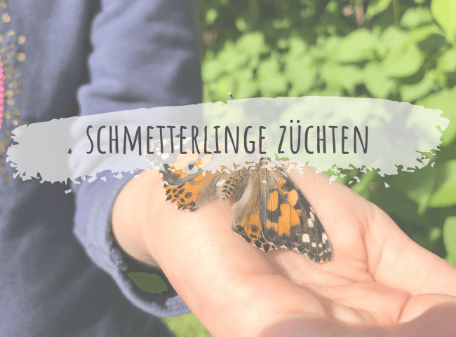 Schmetterlinge züchten