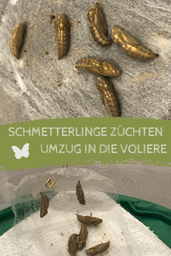 Schmetterlinge züchten - Verpuppung Schmetterlinge züchten - Verpuppung