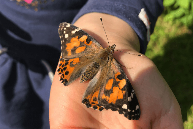 Schmetterlinge züchten Schmetterlinge züchten