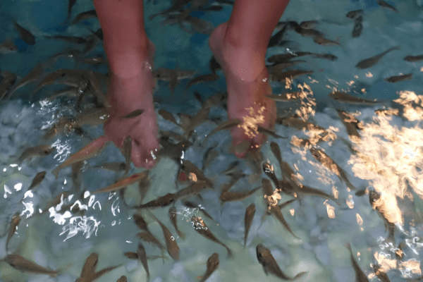Fischpediküre Kambodscha Fischpediküre Kambodscha