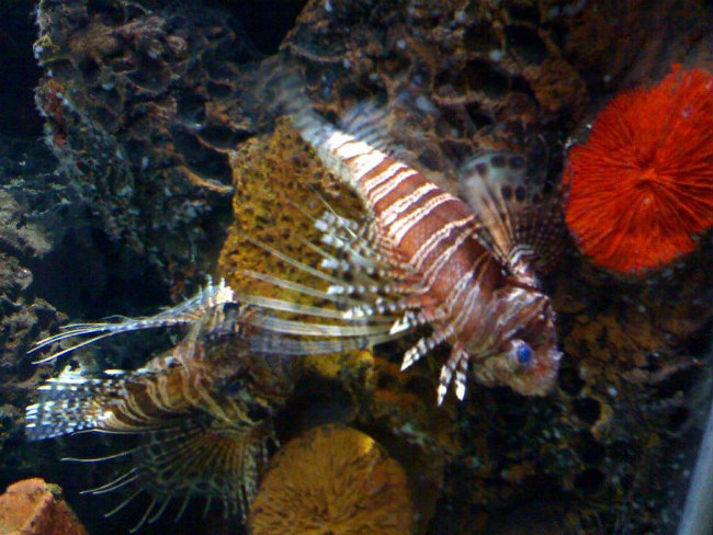 Sylt Aquarium Sylt Aquarium