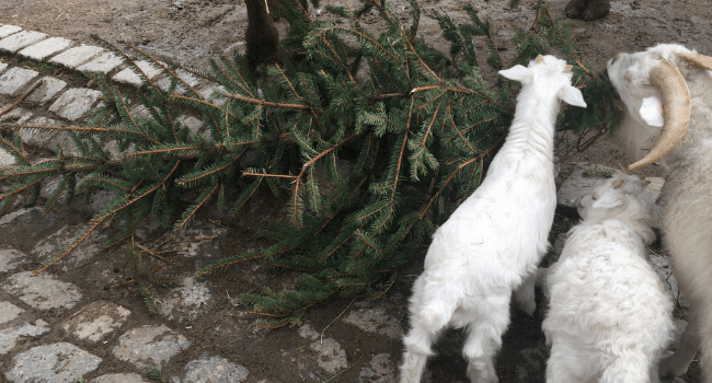 Tierkinder im Frühling mit Weihnachtsbaum