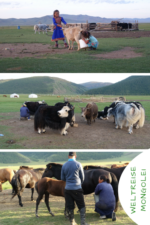 Yak, Ziege, Stute melken Mongolei Yak, Ziege, Stute melken Mongolei