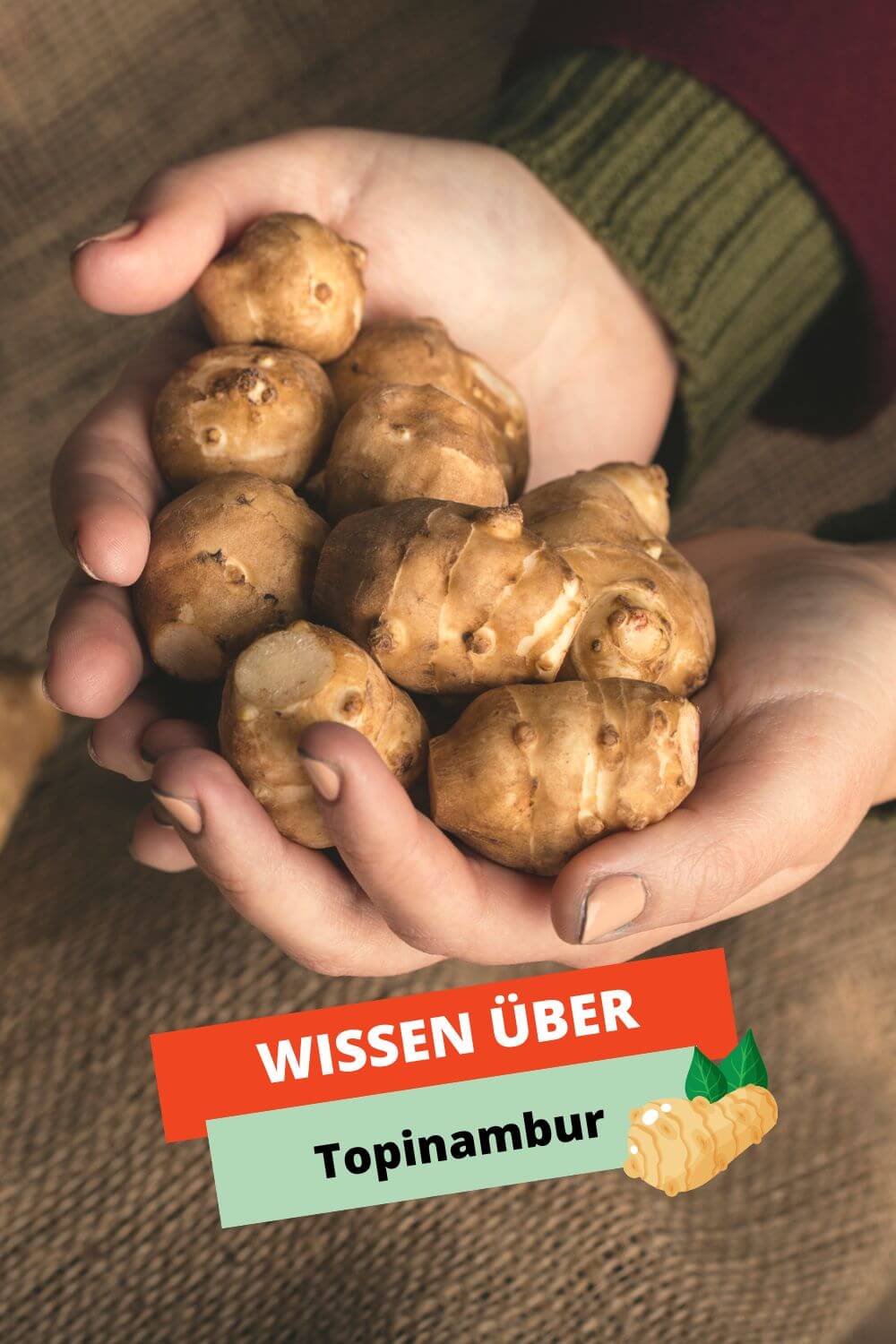 Wissen über Topinambur Wissen über Topinambur