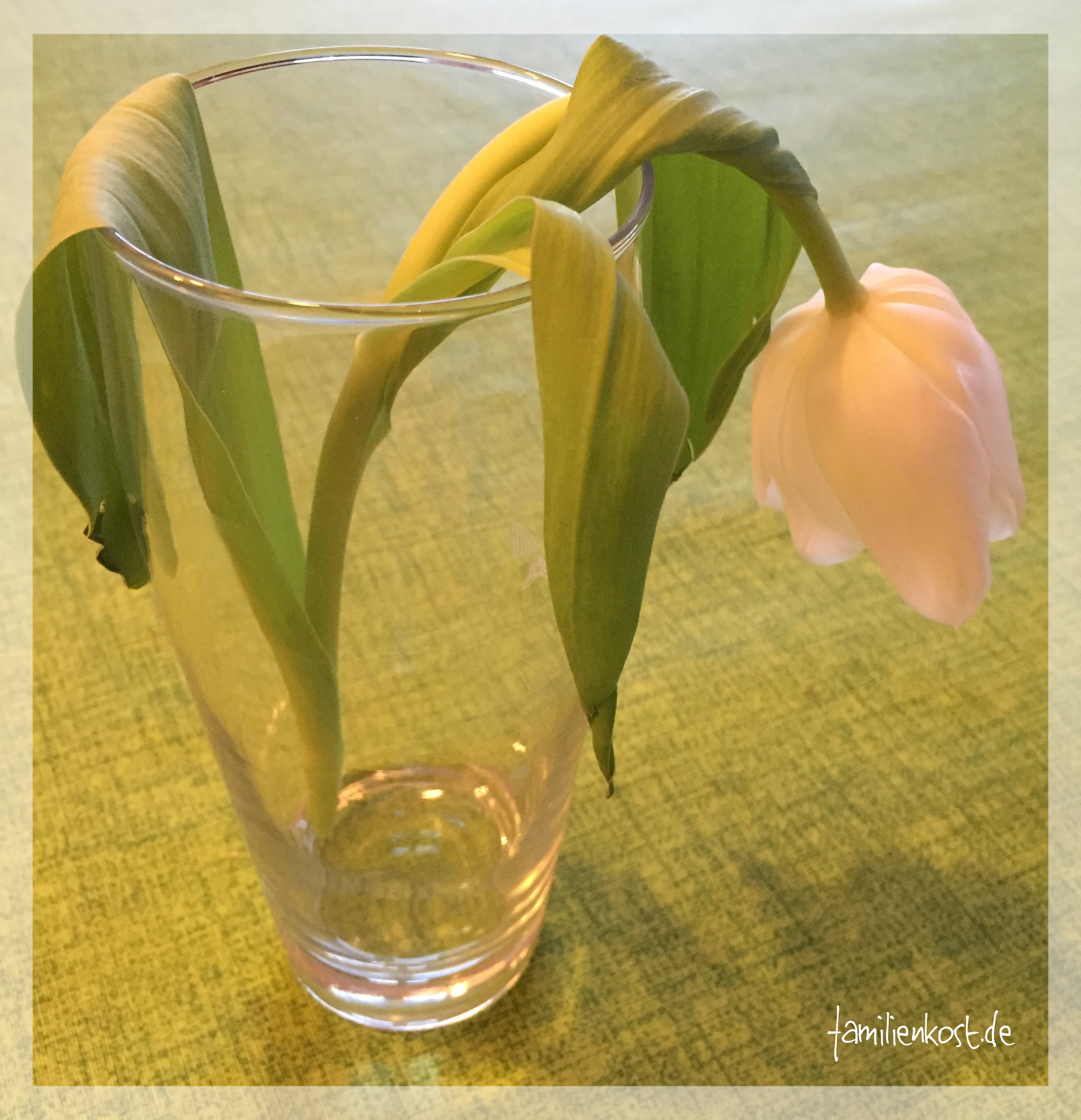 Experiment mit Kindern verdurstete Blume