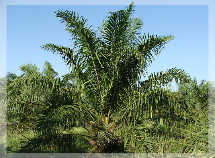 Was ist Palmöl?