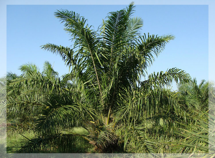 Was ist Palmöl? Was ist Palmöl?