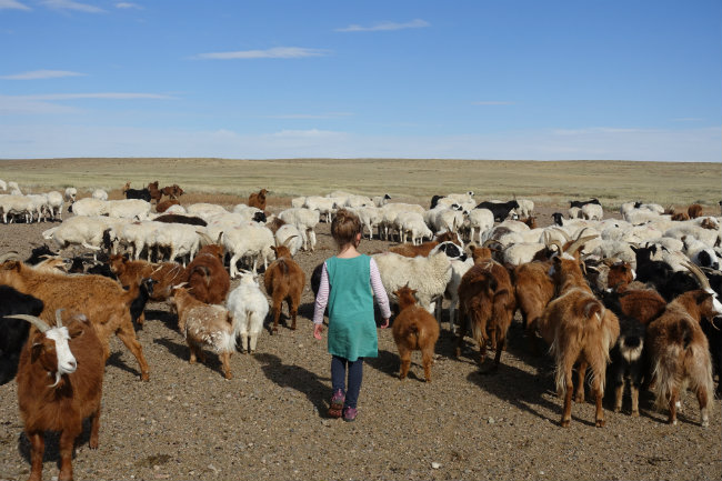 Ziegen hüten Gobi Ziegen hüten Gobi