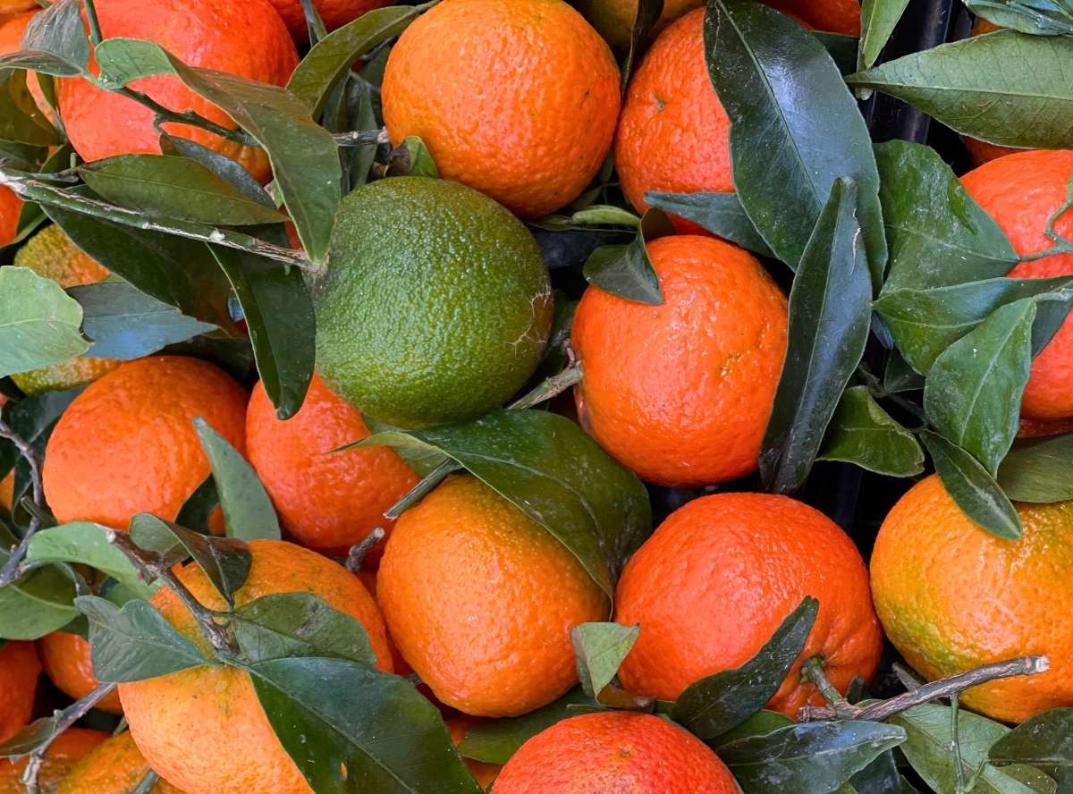 Zitrusfrüchte für Kinder & Familie