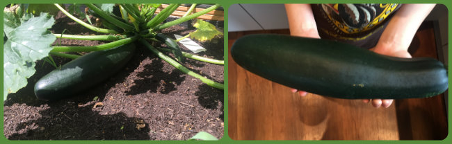 Zucchini - eigene Ernte